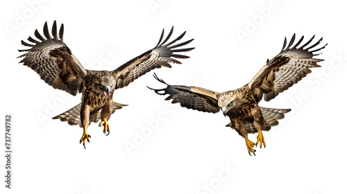 Falcon flying on transparent background PNG © PNG for U