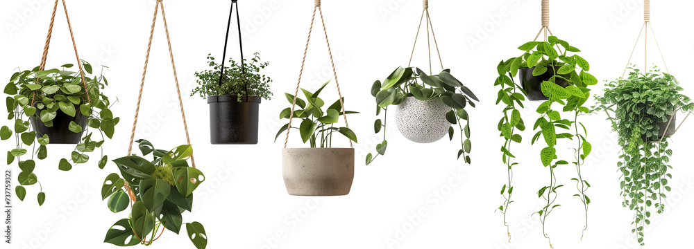 Fototapeta premium collection of hanging house plants in various pots, isolated on a transparent background