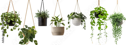 collection of hanging house plants in various pots, isolated on a transparent background photo