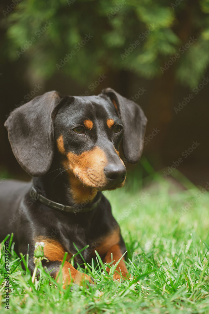A cute dachshund in a lush spring garden A cute dachshund in a lush spring garden