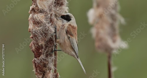 Eurasian penduline tit catching a larva in reedmace