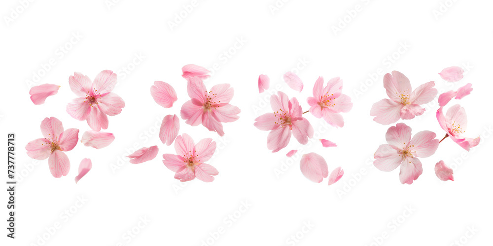 Set of fluttering cherry blossom petal, isolated on transparent background, flowers Set of fluttering cherry blossom petal, isolated on transparent background, flowers