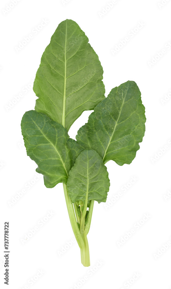 Spinach leaves isolated on white, fresh spinach isolated on white background with copy space for your text. Creative layout made of spinach, Food concept, Top view Spinach leaves isolated on white, fresh spinach isolated on white background with copy space for your text. Creative layout made of spinach, Food concept, Top view
