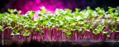 Vibrant microgreens grow abundantly in a planter, nurtured by the radiance of a grow light