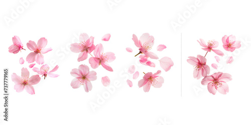 Set of fluttering cherry blossom petal  isolated on transparent background  flowers