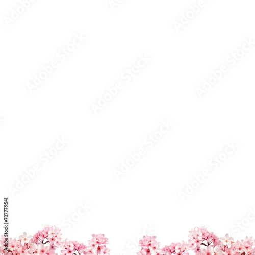 Light Pink cherry blossom flowers png frame 