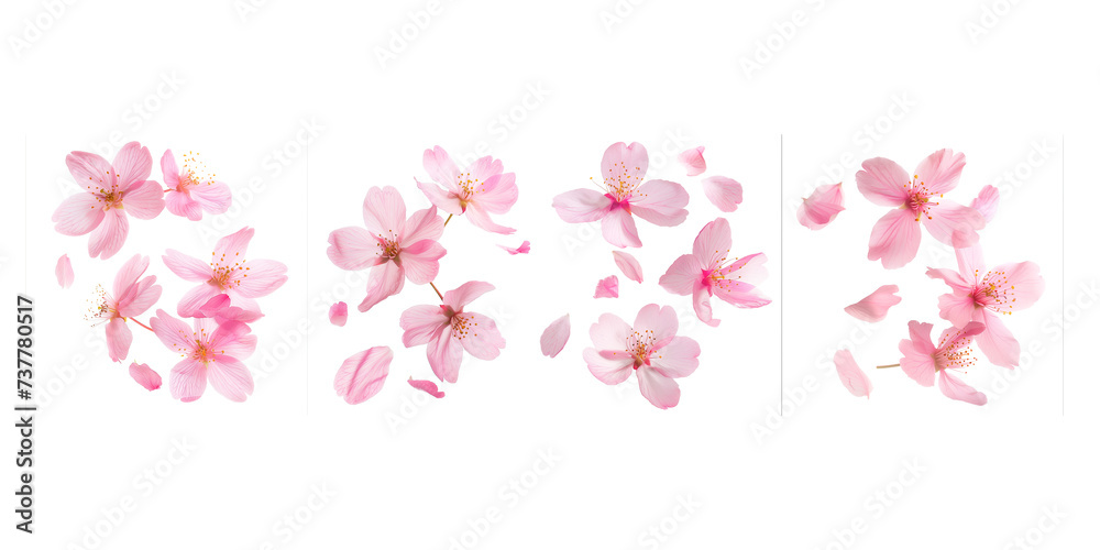 Set of fluttering cherry blossom petal, isolated on transparent background, flowers