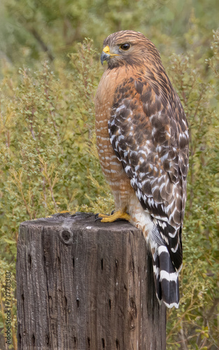 Red-shouldered Hawk, adult. Arastradero Preserve, Santa Clara County, California. photo