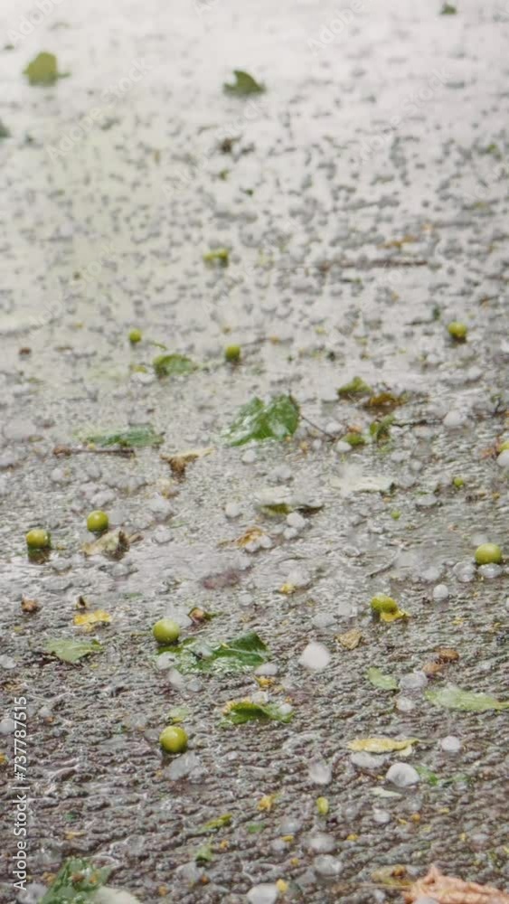 Vertical Screen: Hail falling on the asphalt with damaged leaves from the trees. Ruined vegetation in urban area due to hail and storm. Vertical Screen: Hail falling on the asphalt with damaged leaves from the trees. Ruined vegetation in urban area due to hail and storm.