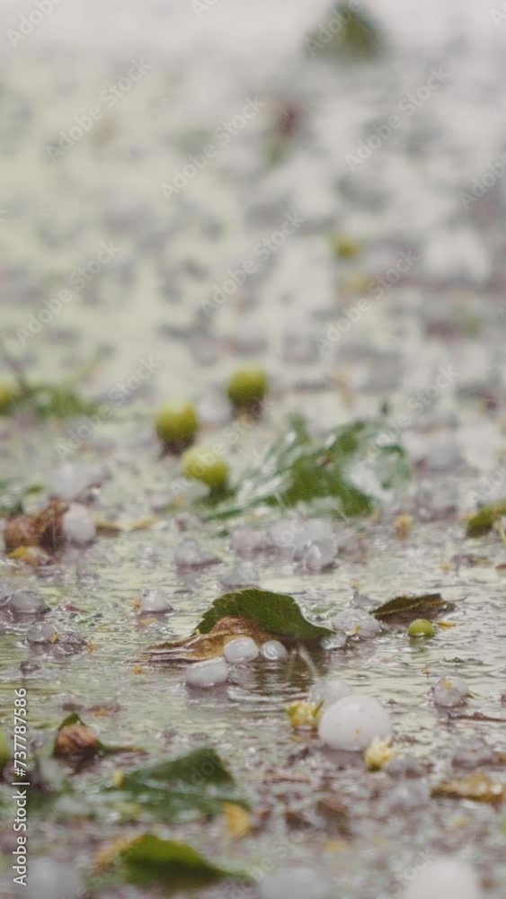 Vertical Screen: Close up hail along with fallen fruit and leaves on the ground. Damage done by hailing and sleet during bad weather. Vertical Screen: Close up hail along with fallen fruit and leaves on the ground. Damage done by hailing and sleet during bad weather.