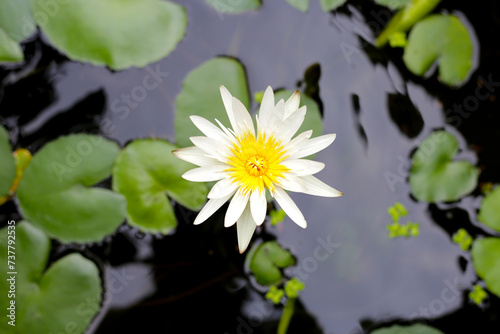 Beautiful blooming water lily with leaves