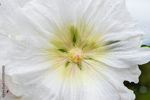 Fototapeta Naklejka Na Ścianę i Meble -  white flower macro