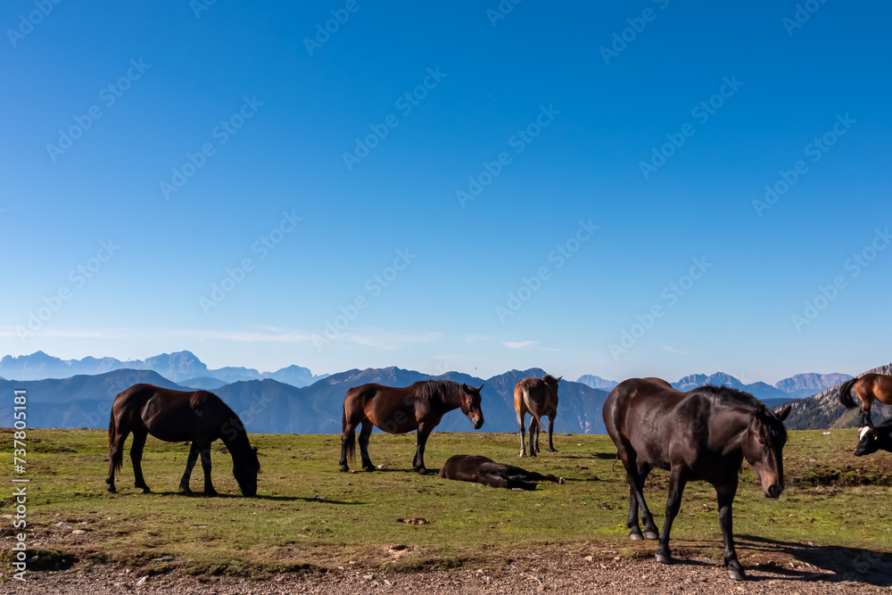 Herd of wild horses grazing on alpine meadow with scenic view of magical mountain of Karawanks and Julian Alps seen from Goldeck, Latschur group, Carinthia, Austria. Wanderlust Austrian Alps in summer