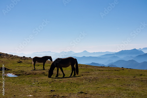 Two wild horses grazing on alpine meadow with scenic view of magical mountain of Karawanks and Julian Alps seen from Goldeck, Latschur group, Carinthia, Austria. Wanderlust Austrian Alps in summer