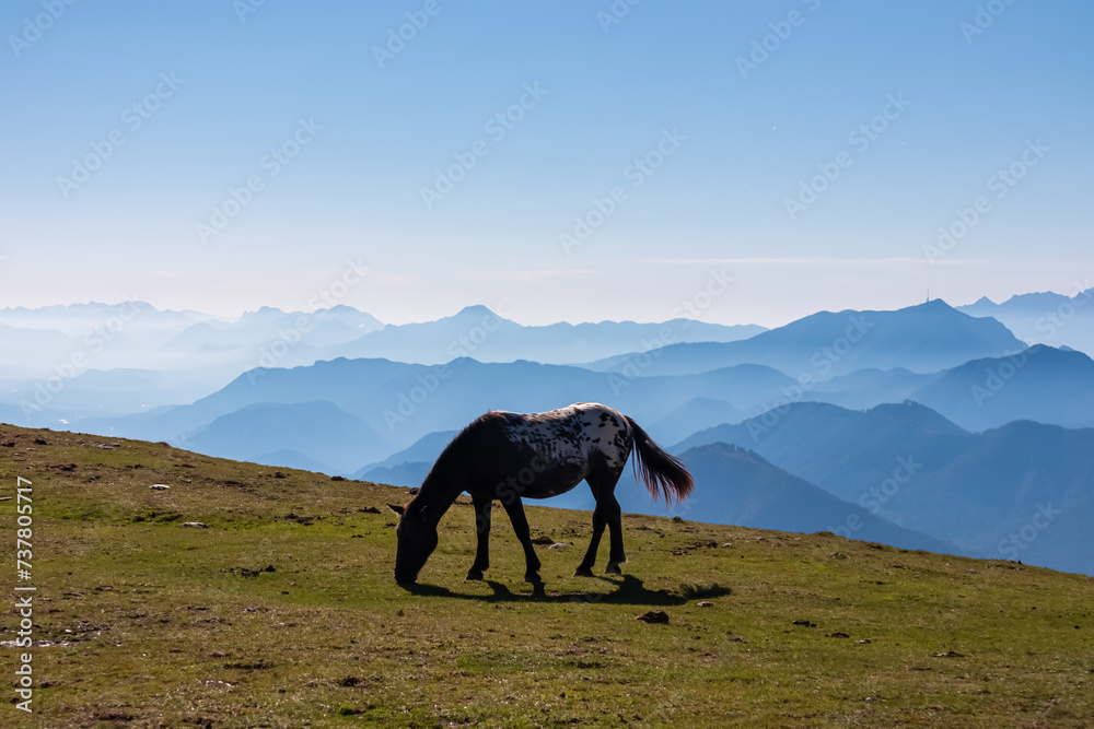 Obraz premium Single wild horse grazing on alpine meadow with scenic view of magical mountain of Karawanks and Julian Alps seen from Goldeck, Latschur group, Carinthia, Austria. Wanderlust Austrian Alps in summer