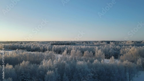 Winter background, Drone ascending over endless snow forest in Finland on a beautiful winter day photo