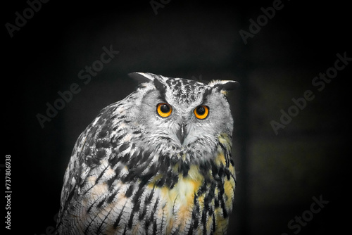 Portrait of a Carpathian eagle owl. Bird with yellow eyes against a black background.
