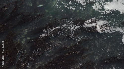 4K overhead of giant seaweed lagoon with resting Harbor Seals and flying birds. photo