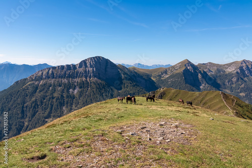 Herd of wild horses grazing on alpine meadow with scenic view of magical mountain of Carnic and Julian Alps seen from Goldeck, Latschur group, Carinthia, Austria. Wanderlust Austrian Alps in summer photo