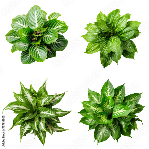 House plant arrowroot top view, set on transparent background.