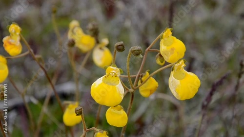 Patagonian endemic yellow flower Calceolaria corymbosa native to Argentina and Chile, moving on the wind. High quality FullHD footage photo