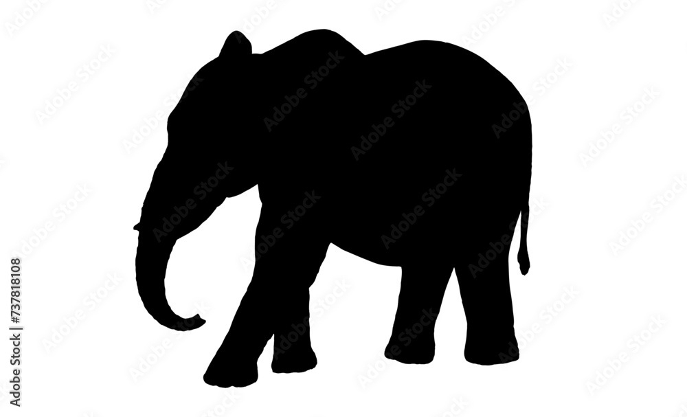 Obraz premium Elephant vector silhouette isolated on white background.