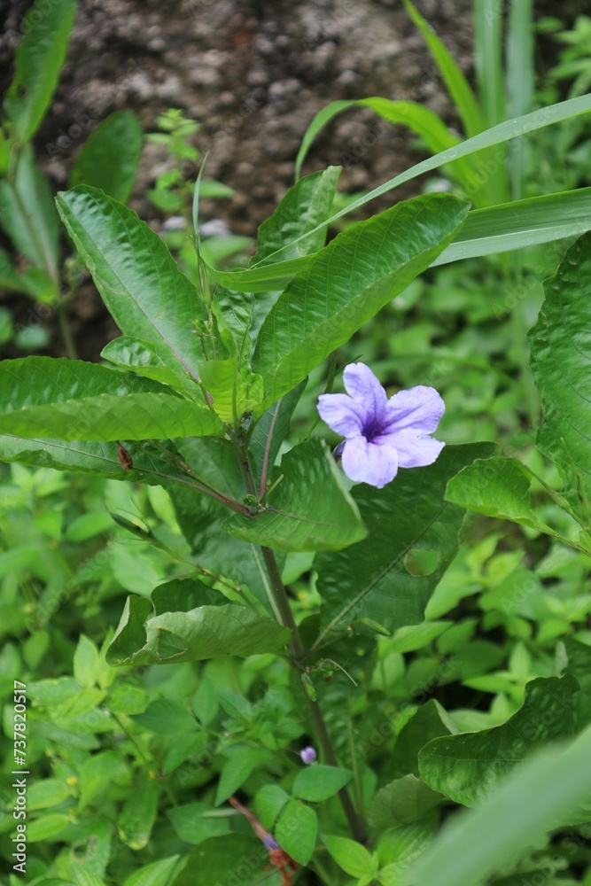 The purple Kencana plant (Ruellia simplex) is a type of wild plant. The purple Kencana plant (Ruellia simplex) is a type of wild plant.