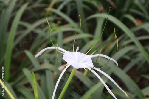 White Lily Flower or Crinum augustum
is a type of tuber plant and has pure white flowers. photo