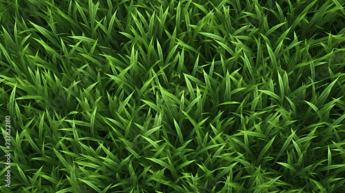 Close-up of green grass, the unknown beauty of grass and flowers