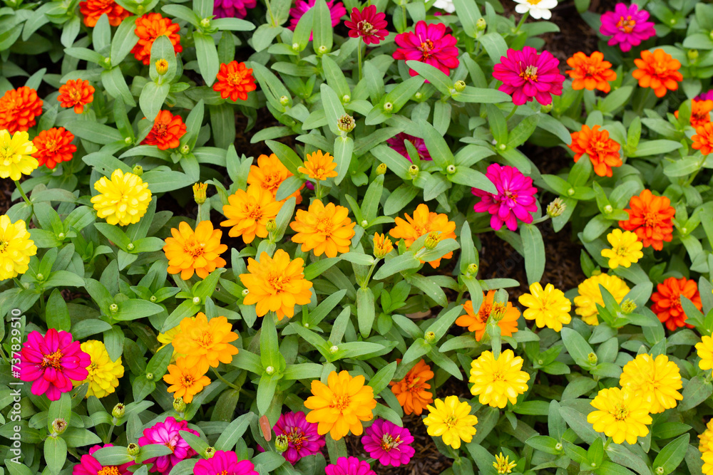 Zinnia flower in the garden