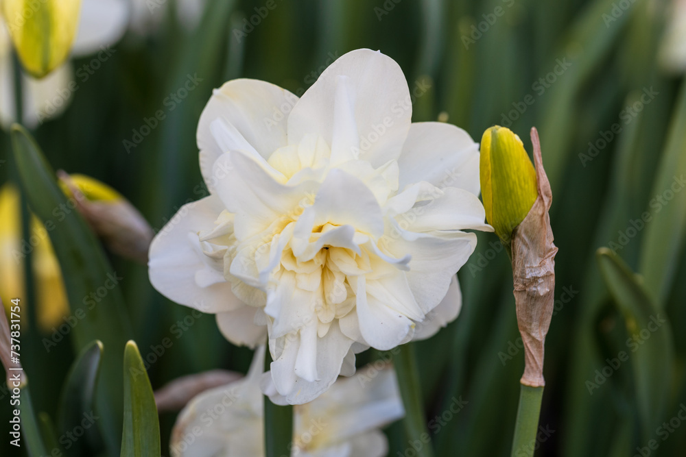 Fototapeta premium White flower of daffodil Narcissus cultivar Obdam from Double Group