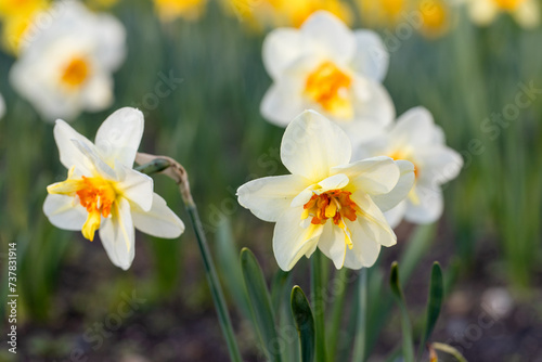 Beautiful narcissus flowers bloom in the spring garden.