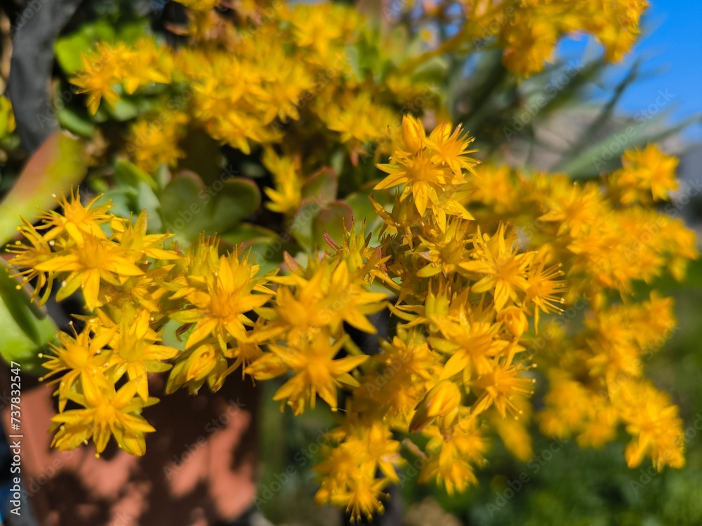 yellow flowers of grass yellow flowers of grass