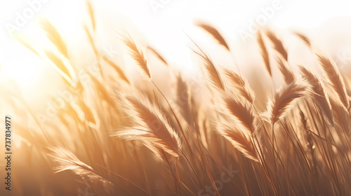 Green grass background  spring  meadow landscape