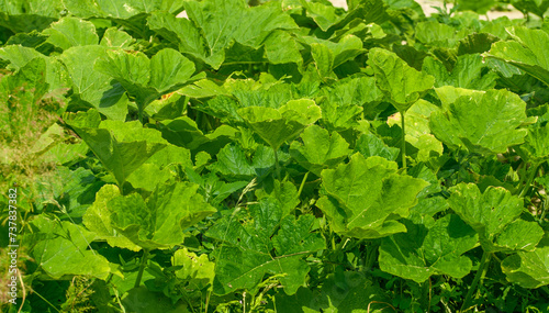 Zielone liście cukinii, uprawa z bliska