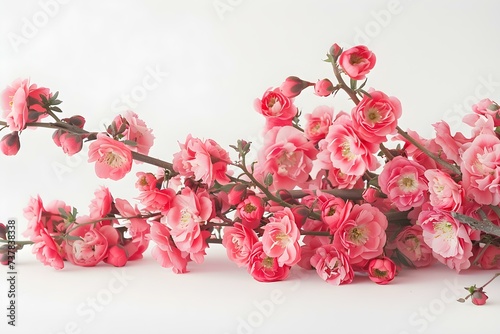 Festive pink blooms create a charming bouquet on a pristine white backdrop. Concept Spring Floral Delight, Charming Pink Blooms, Pristine White Backdrop, Festive Bouquet