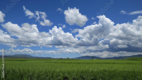 The stark contrast between the bright green paddy fields and the deep blue sky with fluffy white clouds adding a touch of drama to the landscape. A striking example of natures