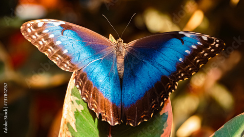 Macro of Morpho helenor, Helenor blue morpho butterfly, on a sunny summer day photo