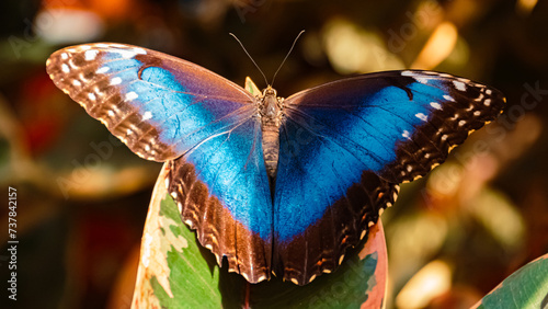 Foto Macro of Morpho helenor, Helenor blue morpho butterfly, on a sunny summer day