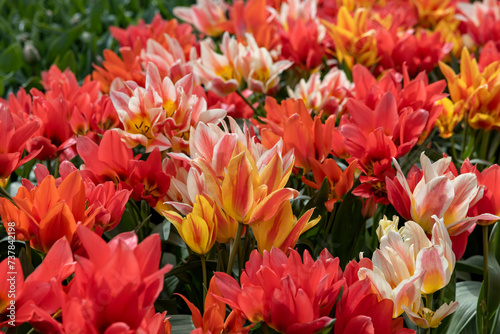 Tulip called Fun Colours mix. Glorious mix consists of the tulip Toronto and two of her colour-mutants Winnipeg and Quebec. photo