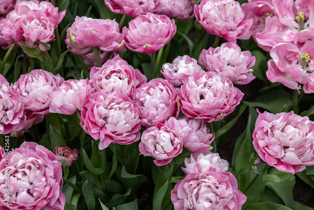 Pink tulip called 60-SW-05-1 Double Early group. Tulips are divided into groups that are defined by their flower features