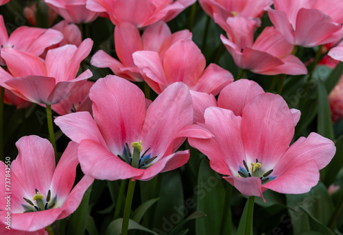 Pink tulip called Bella Blush, Darwinhybrid group. Tulips are divided into groups that are defined by their flower features photo