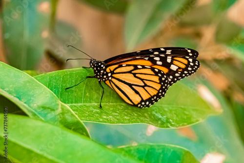 Macro of Danaus plexippus, monarch butterfly, on a sunny summer day © Martin Erdniss