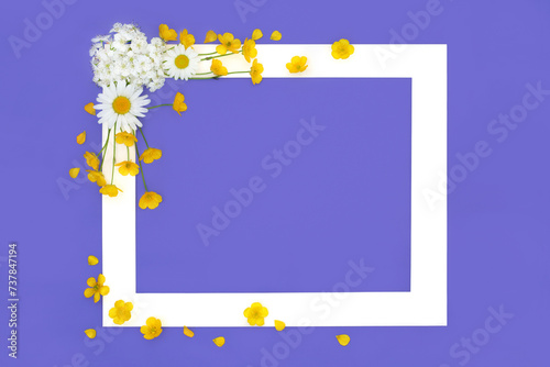 Blossom flower and wildflower Spring Beltane background frame on purple. Floral design with hawthorn, daisy and buttercup flowers used in natural alternative herbal medicine.