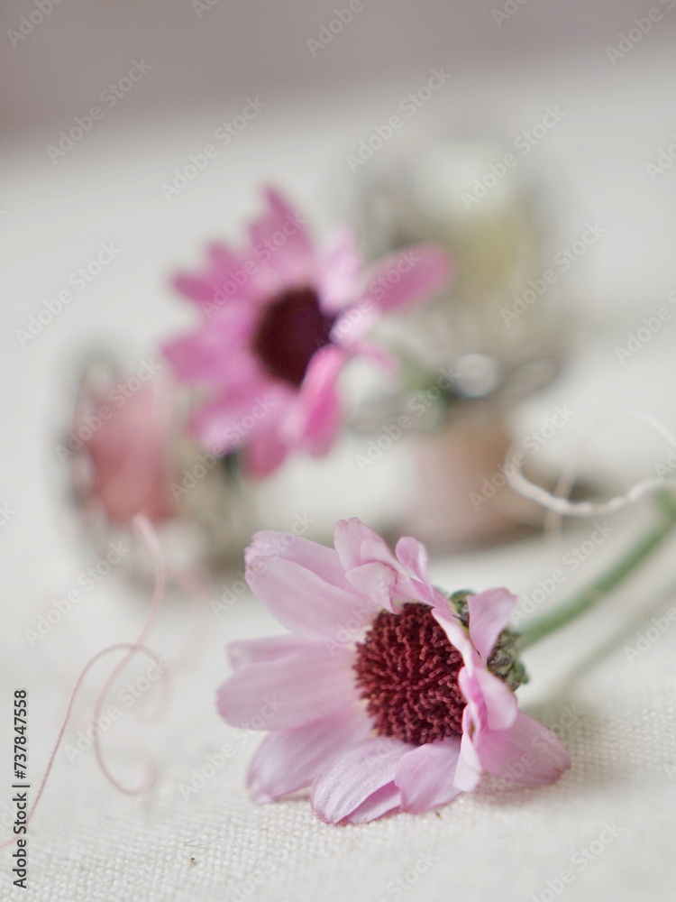 pink gerber daisy