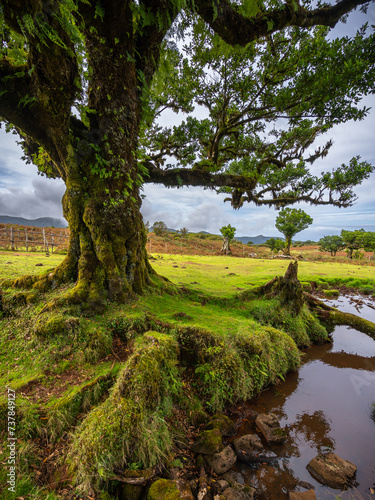 A magic tree - Ein magischer Baum