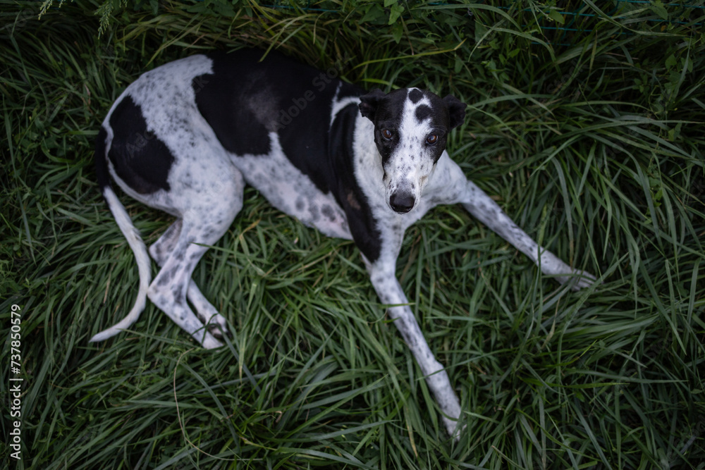 Graceful greyhound dog resting lying on green grass. View from above.