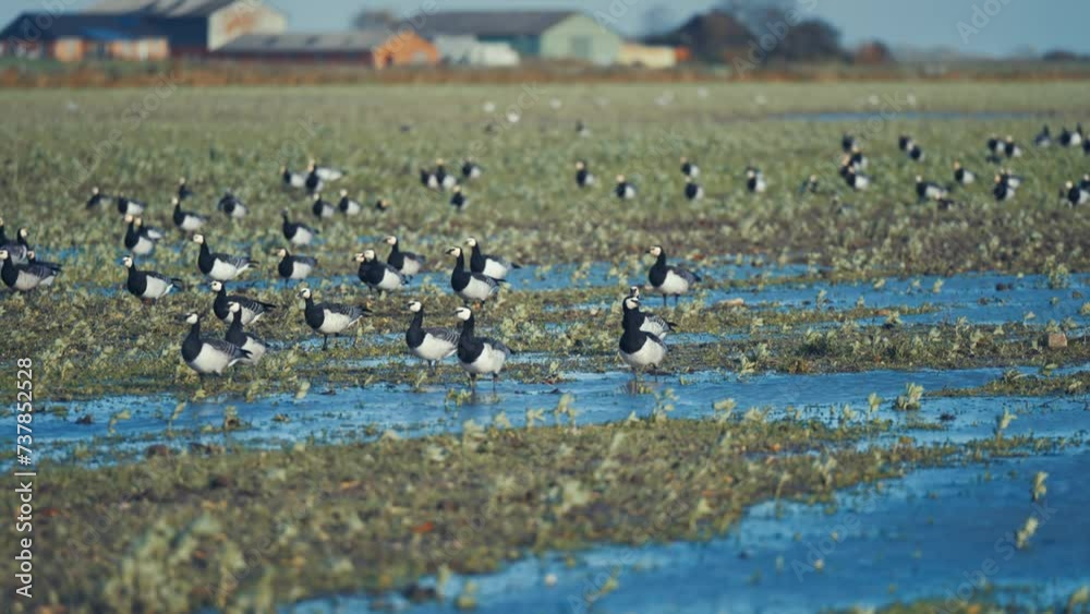 A flock of migrating wild geese resting around the puddles on the flooded meadow. A flock of migrating wild geese resting around the puddles on the flooded meadow.