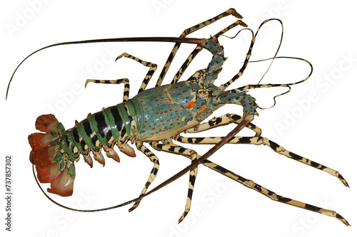 a beautiful large rare multicolored lobster