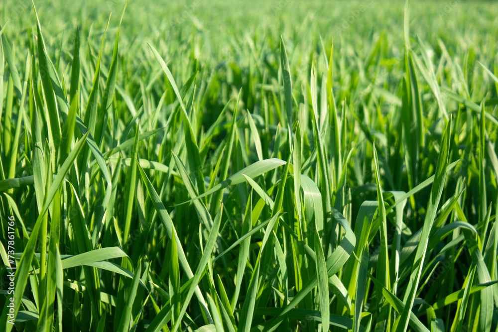 Green wheat plant in the field on a sunny day, close-up Green wheat plant in the field on a sunny day, close-up